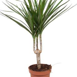 Dracaena 1er Marginata Stamm T12 H040