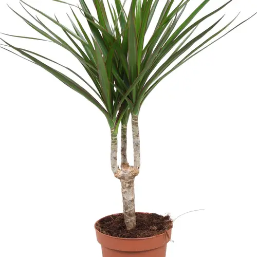 Dracaena 1er Marginata Stamm T12 H040