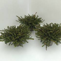 Erica Darleyensis rot Schnapch. Von Uhr T10,5 H020