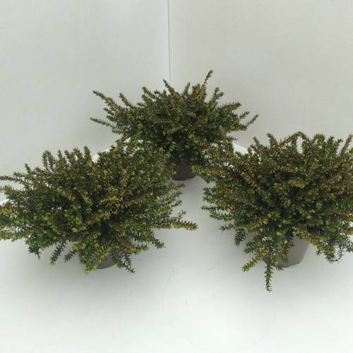 Erica Darleyensis rot Schnapch. Von Uhr T10,5 H020