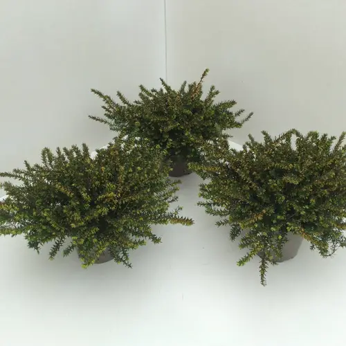 Erica Darleyensis rot Schnapch. Von Uhr T10,5 H020