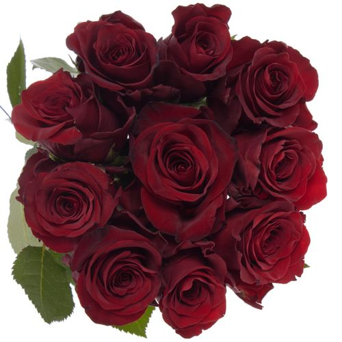 Rose rot Explorer 40cm