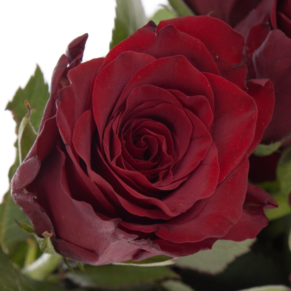 Rose rot Explorer 40cm