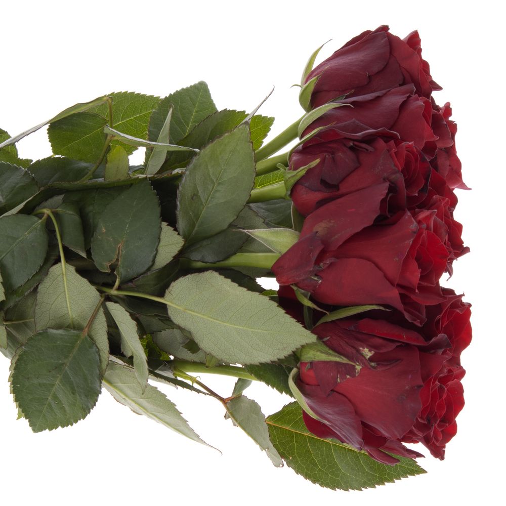 Rose rot Explorer 40cm