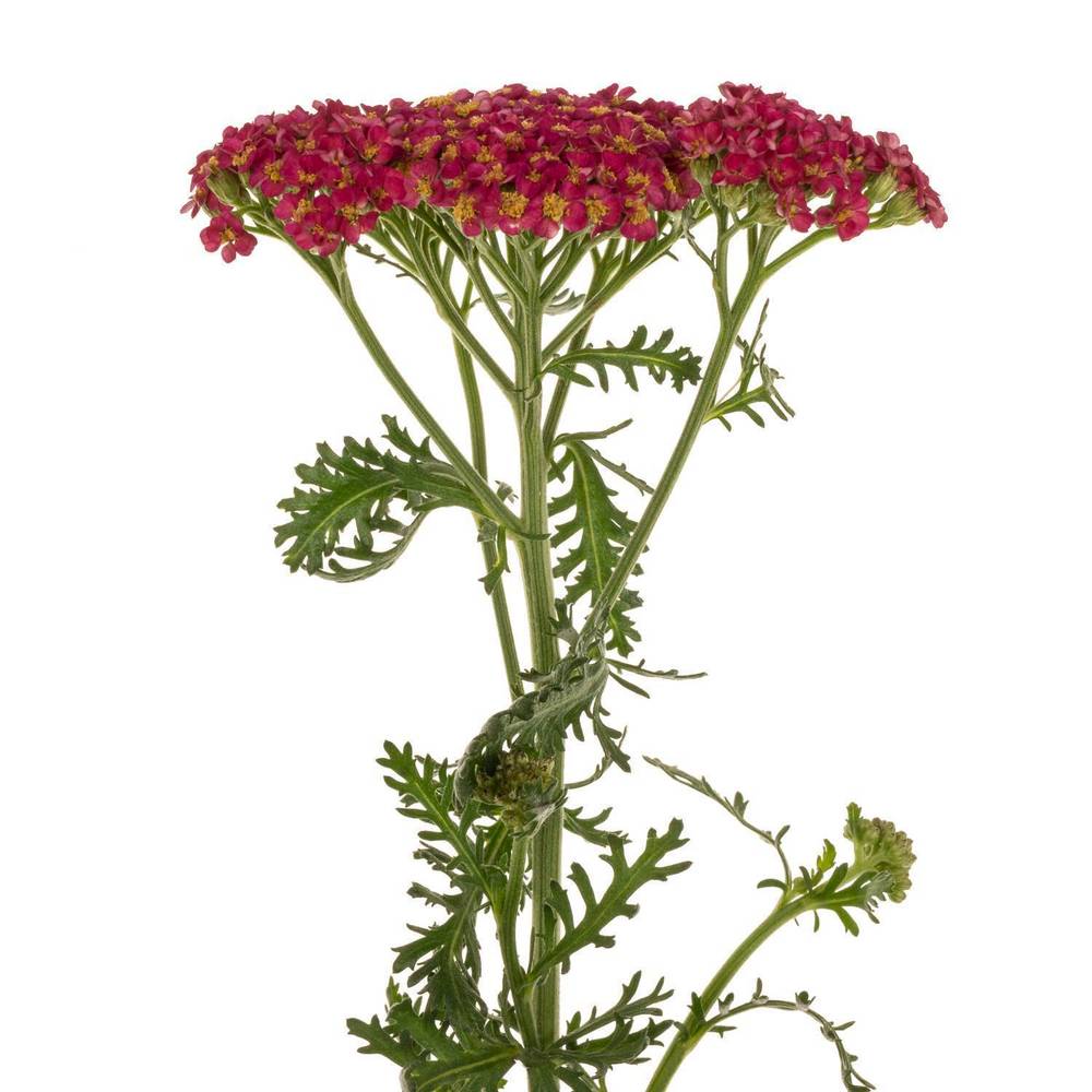 Achillea rot Taffy 55cm