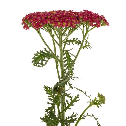 Achillea rot Taffy 55cm