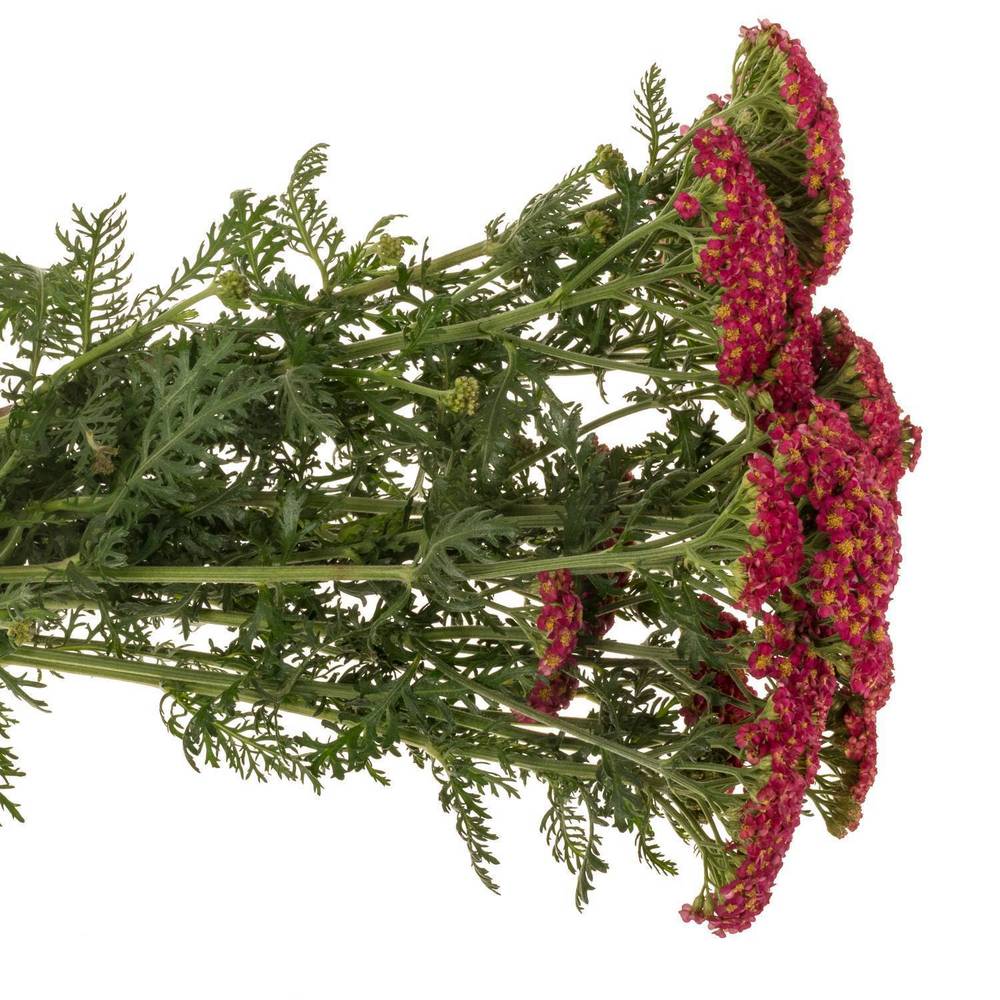 Achillea rot Taffy 55cm