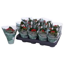 Kalanchoe Gef. rot T07 H015