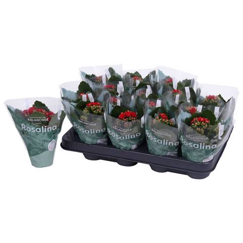 Kalanchoe Gef. rot T07 H015