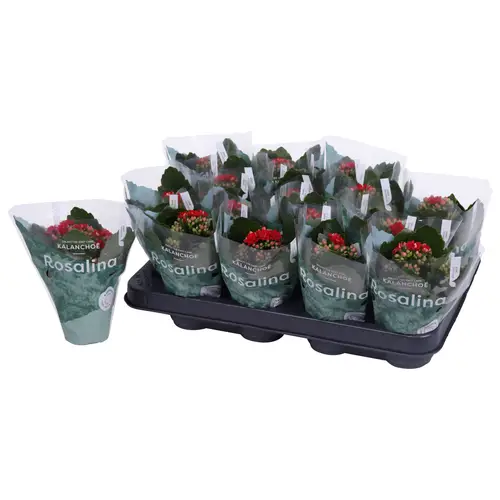 Kalanchoe Gef. rot T07 H015