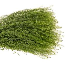 Thlaspi grün Green Bell 42 Gramm 80cm