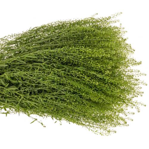 Thlaspi grün Green Bell 42 Gramm 80cm