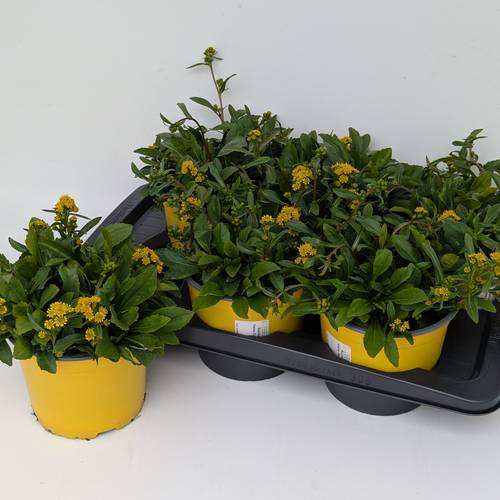 Solidago gelb T17 H025