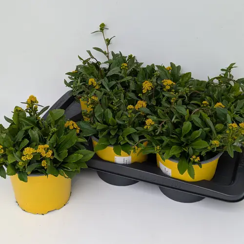 Solidago gelb T17 H025