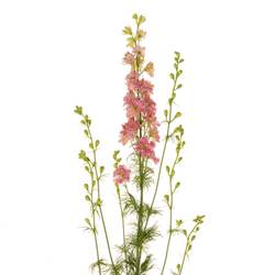 Rittersporen rosa dunkel 80cm