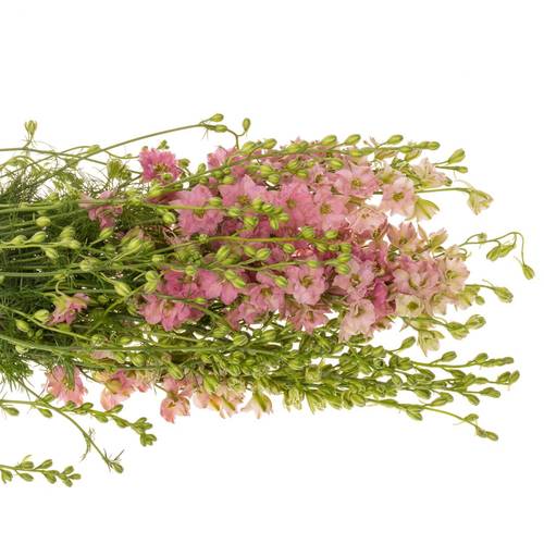 Rittersporen rosa dunkel 80cm