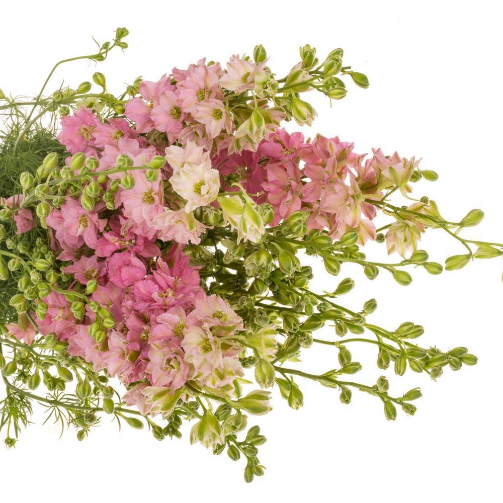 Rittersporen rosa dunkel 80cm
