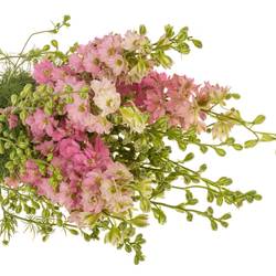 Rittersporen rosa dunkel 80cm