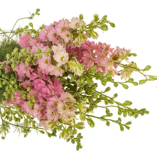 Rittersporen rosa dunkel 80cm