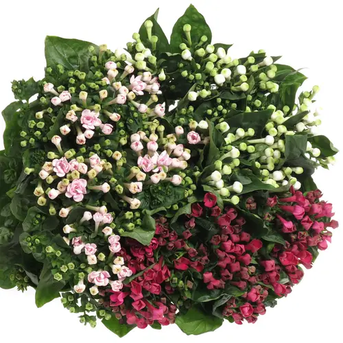 Bouvardie mix 3x10 Farbe 60cm