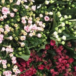 Bouvardie mix 3x10 Farbe 60cm