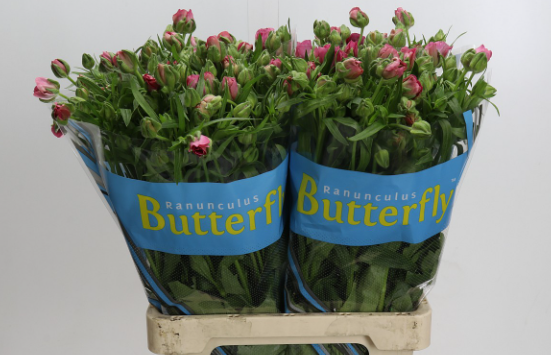 Ranunkel rosa Butterfly Jupiter 55 Gramm 70cm