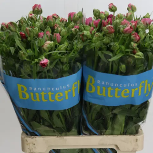 Ranunkel rosa Butterfly Jupiter 55 Gramm 70cm