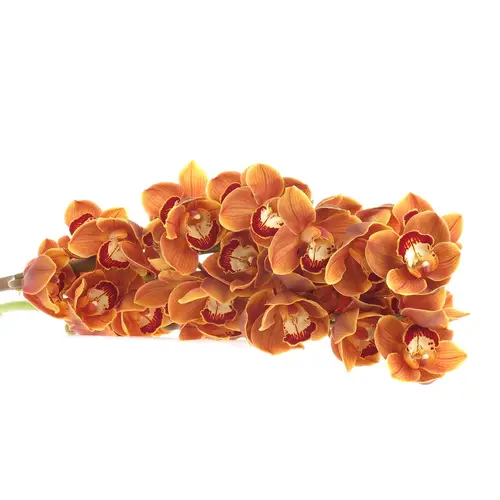 Cymbidium orange Wish 80cm 13+Blüte