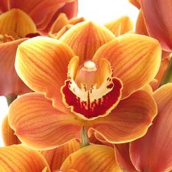 Cymbidium orange Wish 80cm 13+Blüte