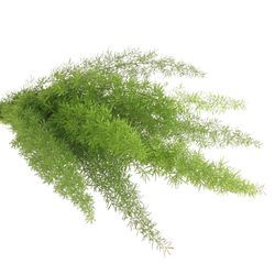 Asparagus grün Meyeri 50cm