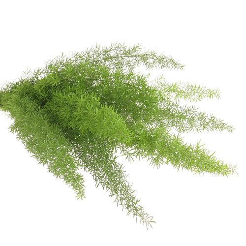 Asparagus grün Meyeri 50cm