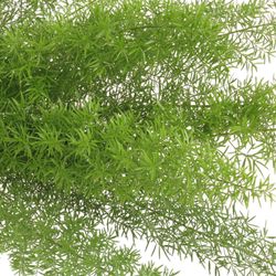 Asparagus grün Meyeri 50cm
