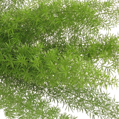 Asparagus grün Meyeri 50cm