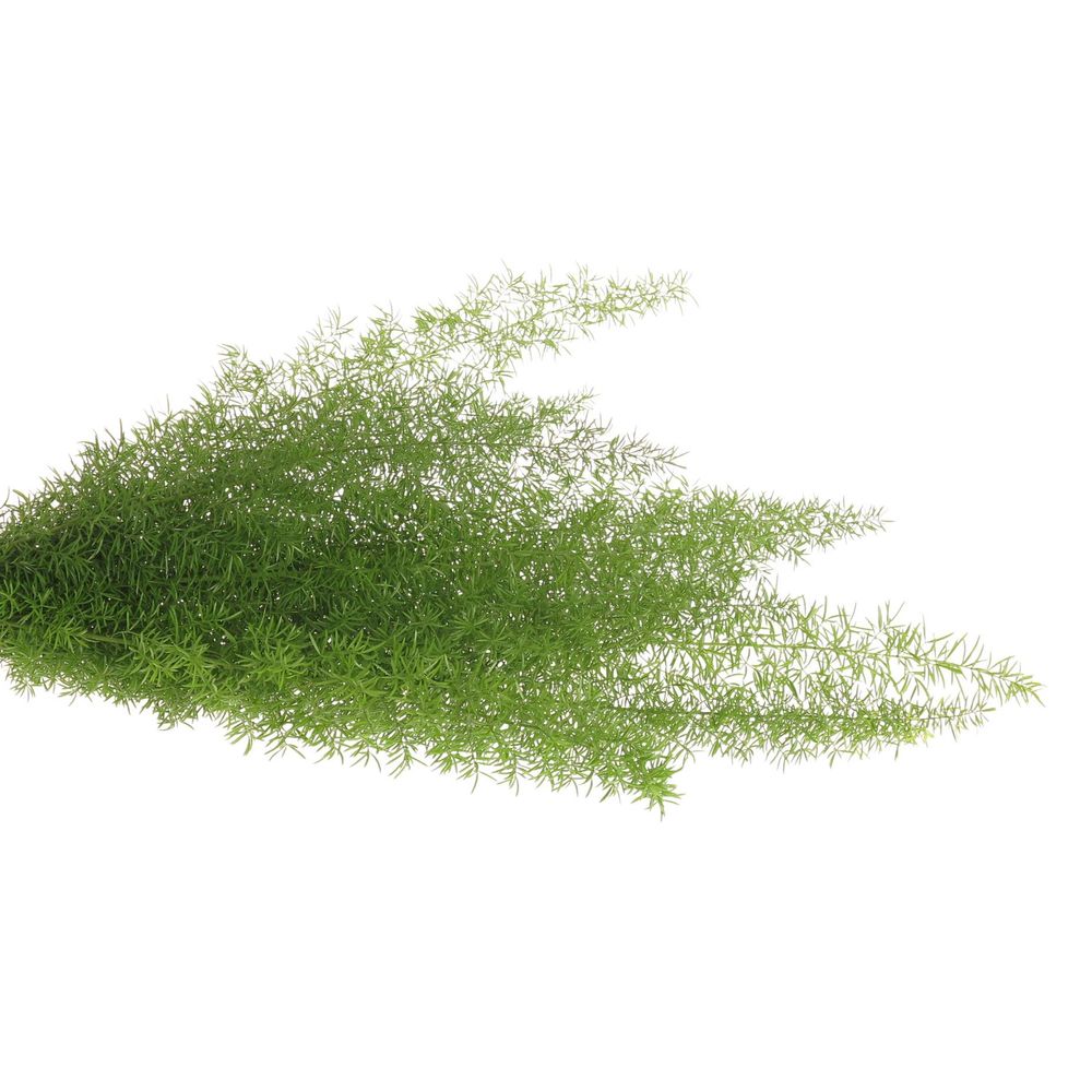 Asparagus grün Meyeri 50cm