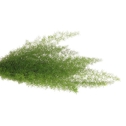Asparagus grün Meyeri 50cm