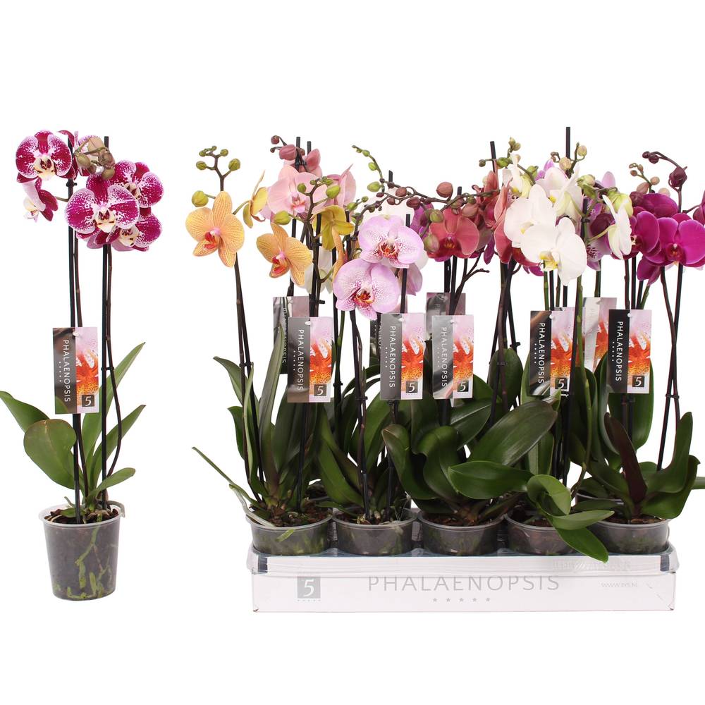 Phal.2-R mix x10 T12 H055