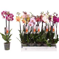 Phal.2-R mix x10 T12 H055