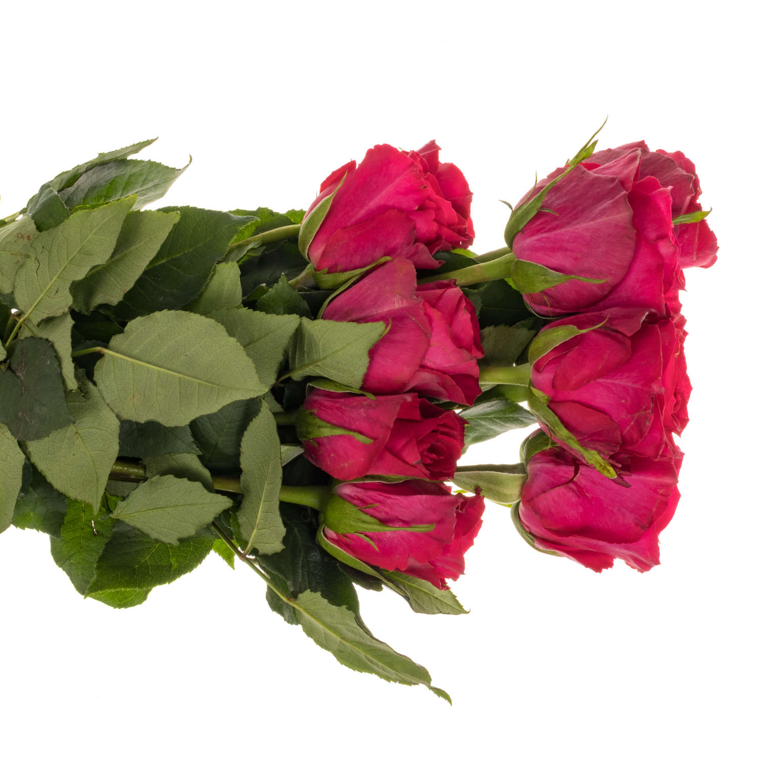 Rose fuchsia Madam Cerise 40cm