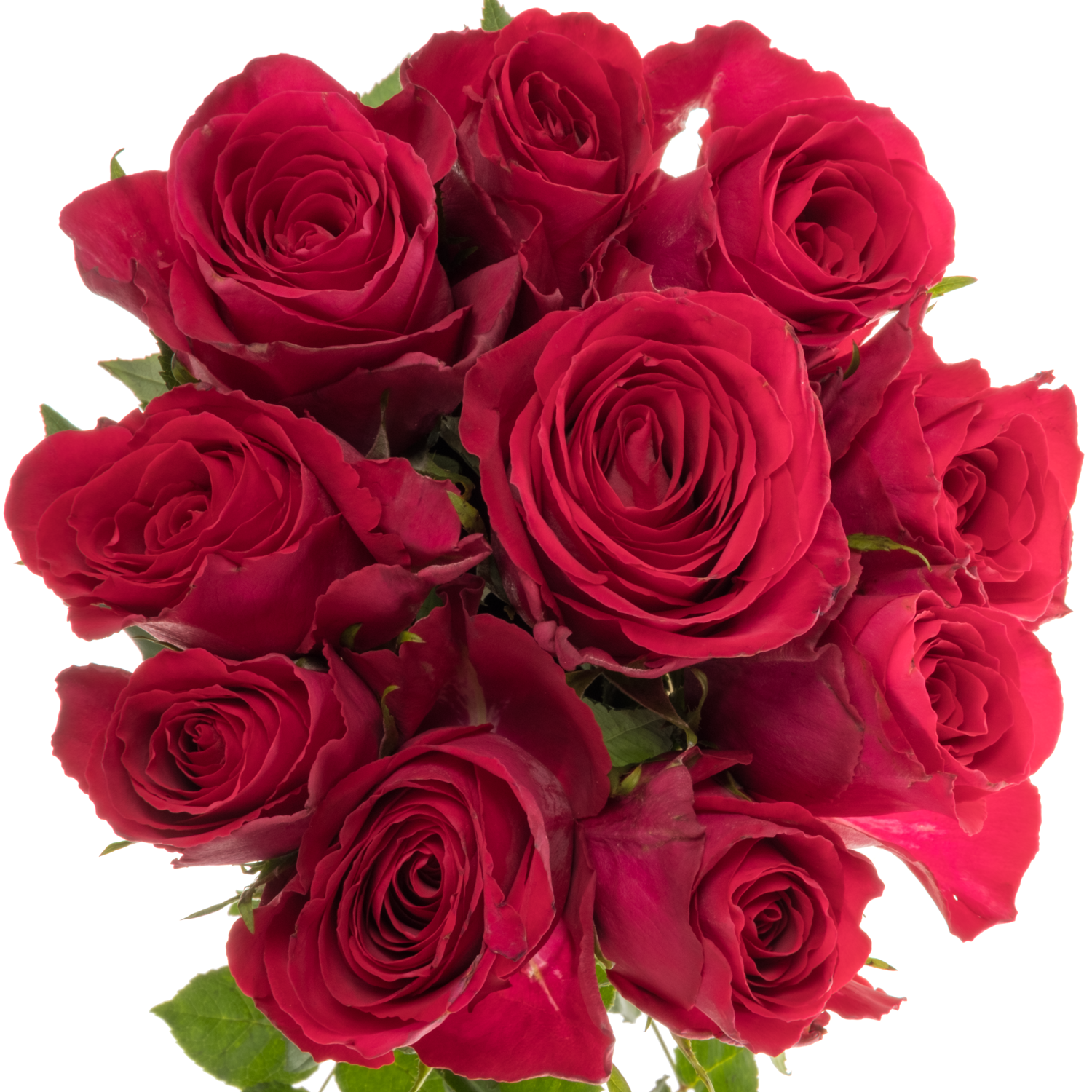 Rose fuchsia Madam Cerise 40cm