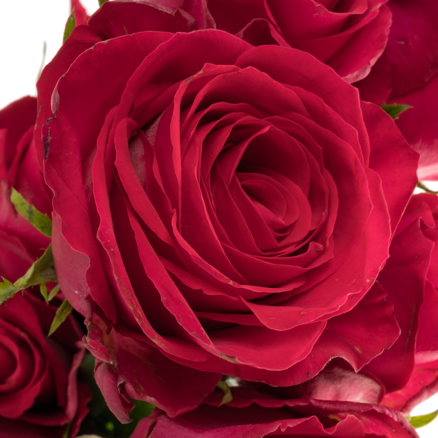 Rose fuchsia Madam Cerise 40cm