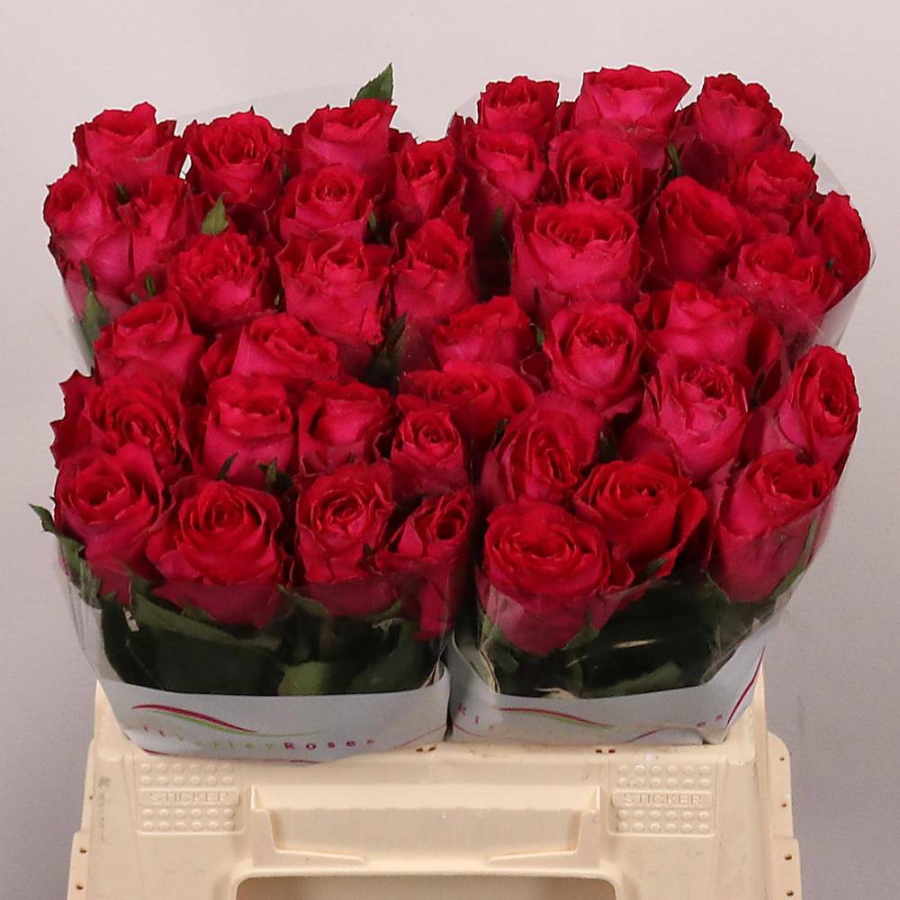 Rose fuchsia Madam Cerise 40cm