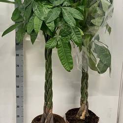 Pachira Aquatica Geflochten 140/150 T30 H170