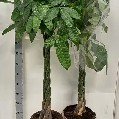 Pachira Aquatica Geflochten 140/150 T30 H170