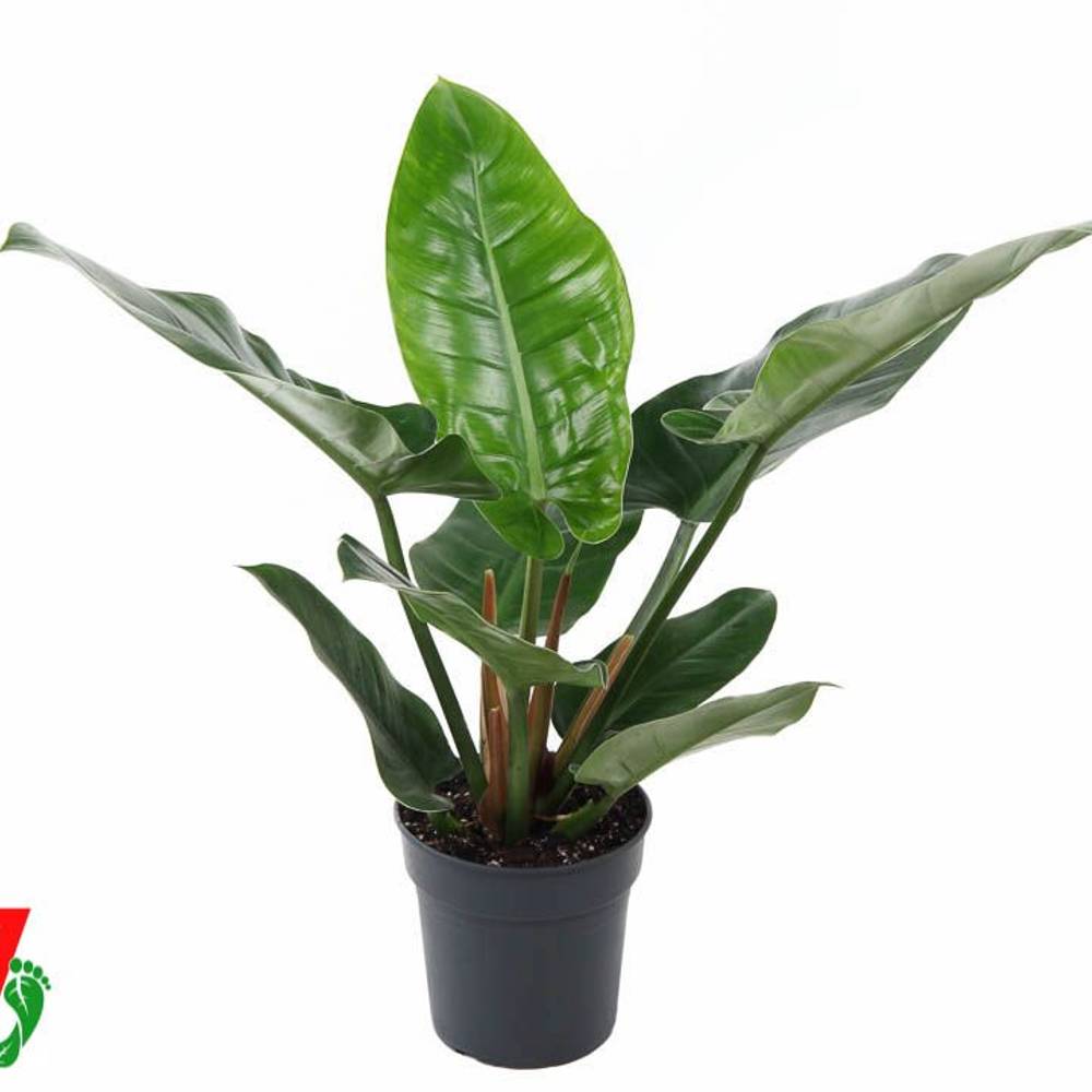Philodendron grün T19 H60