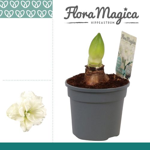 Amar.2er weiss Alfresco T13 H25 113057