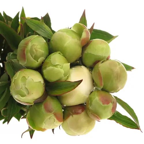 Pfingstrose weiss Edens Temp.40 cm