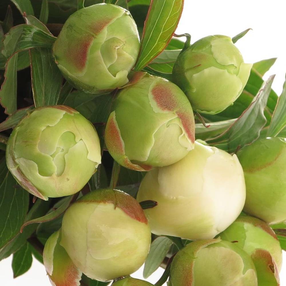 Pfingstrose weiss Edens Temp.40 cm