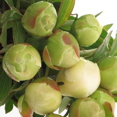 Pfingstrose weiss Edens Temp.40 cm