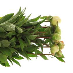 Pfingstrose weiss Edens Temp.40 cm