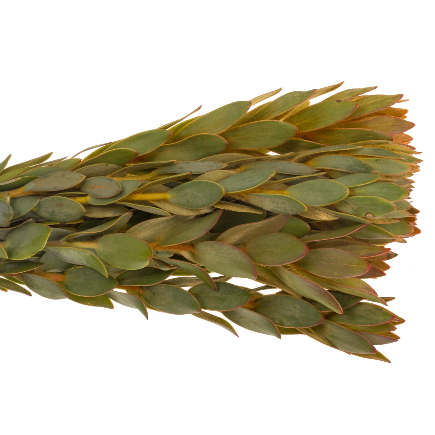 Leucadendron orange Nervosum 60cm